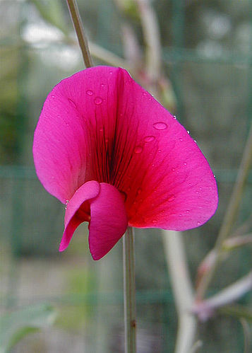 Lathyrus tingitanus